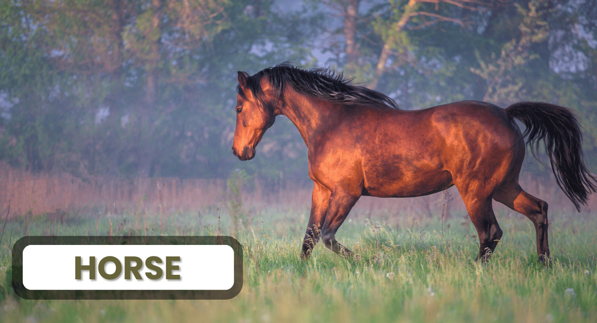 Horses are among the fastest land animals, capable of reaching speeds of up to 40 mph (64 km/h)