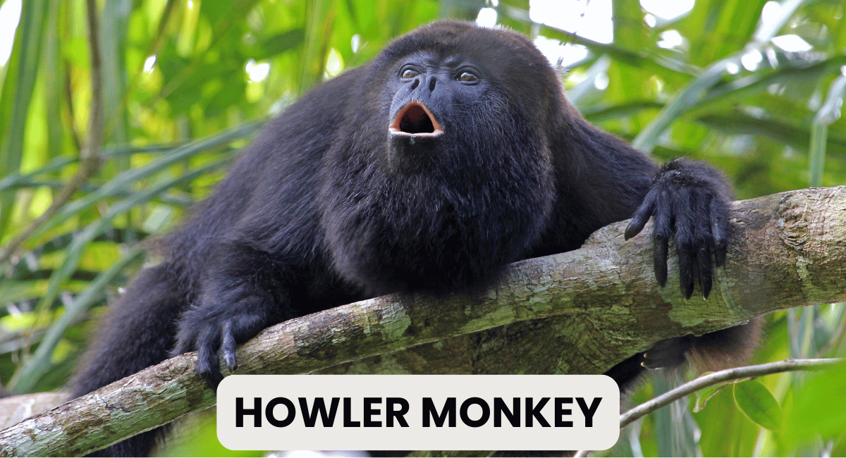 The Howler Monkey is one of the loudest animals in the world