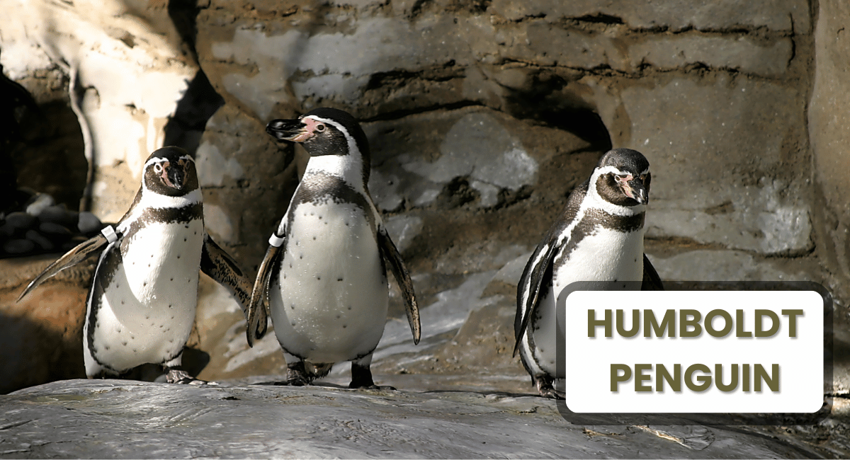 The Humboldt penguin (Spheniscus humboldti) is a fascinating species native to the coasts of Chile and Peru.