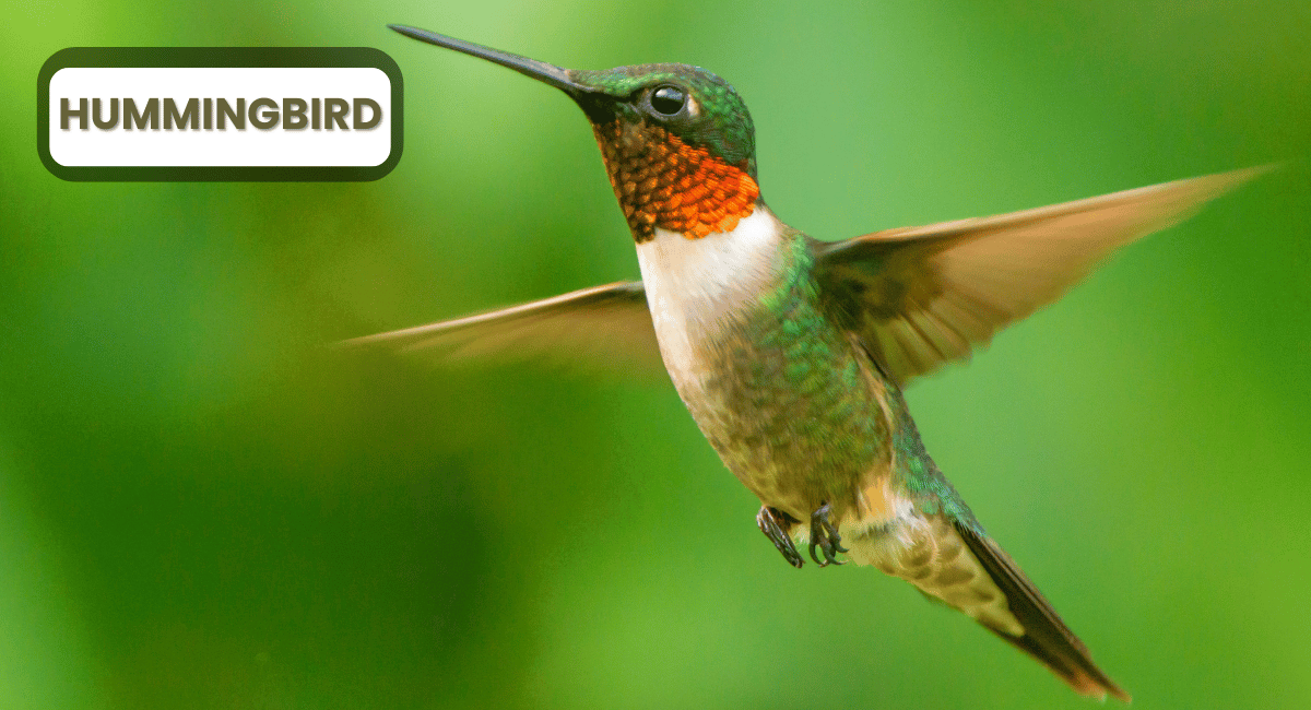 Hummingbirds are some of the most fascinating and colourful animals in the world.