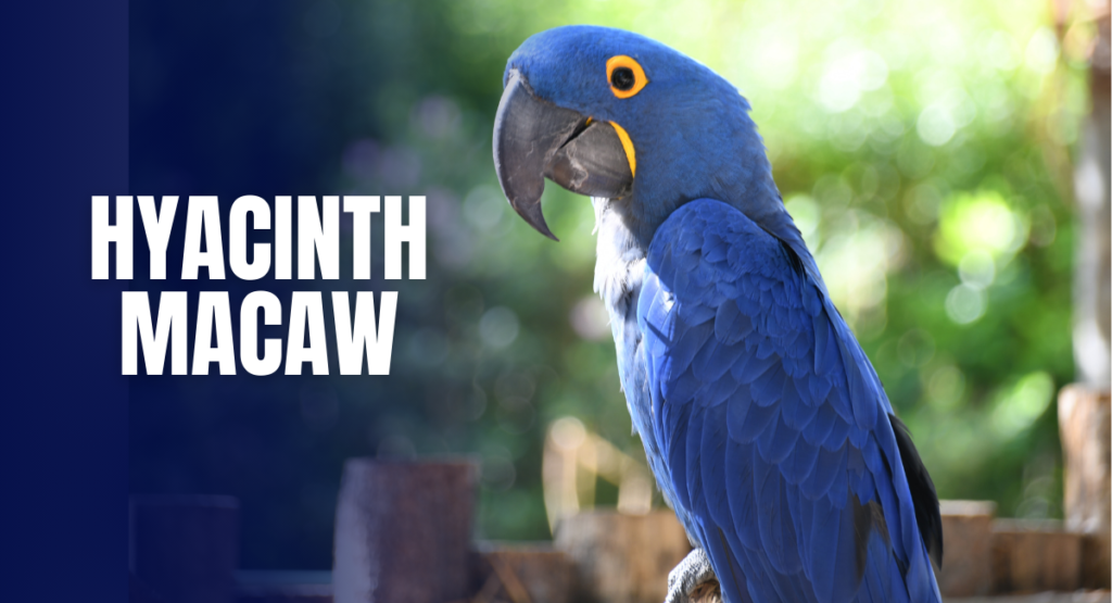 Hyacinth Macaw