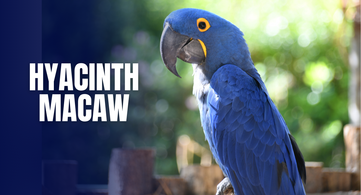 Hyacinth Macaw is one of the most beautiful blue birds in the world