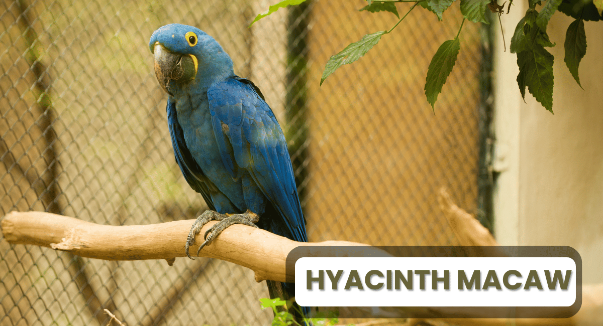 The Hyacinth Macaw holds the title of the largest parrots in the world