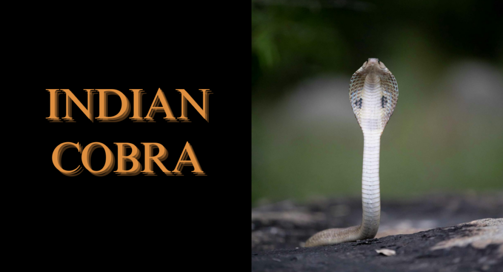 India Cobra