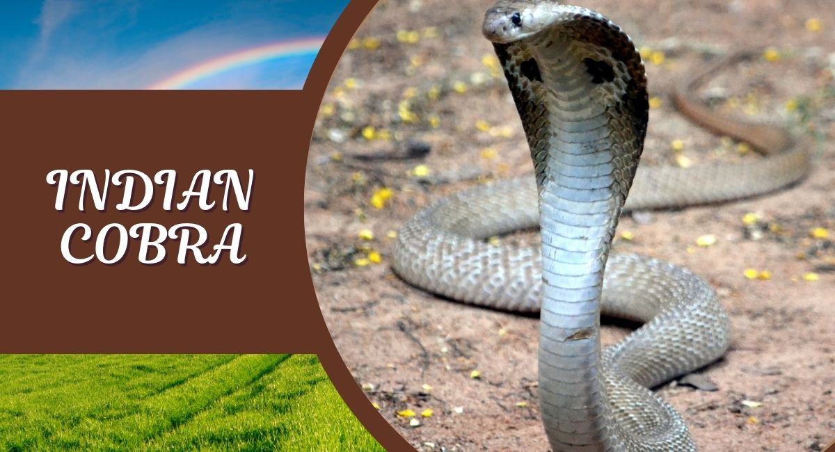 The Indian Cobra, also known as the spectacled cobra