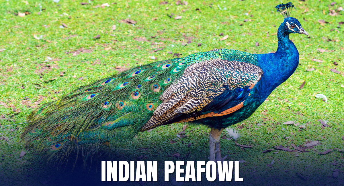 The Indian Peafowl, scientifically known as Pavo cristatus, is often regarded as one of the beautiful and largest peacocks in the world.