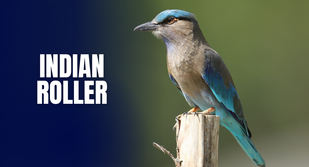 The Indian Roller is a stunning bird known for its vibrant blue, green, and purple plumage, making it one of the most beautiful blue birds in the world