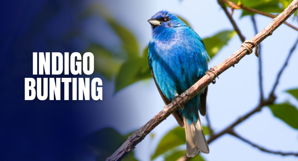 Indigo Bunting: The Most Beautiful Blue Bird in the World