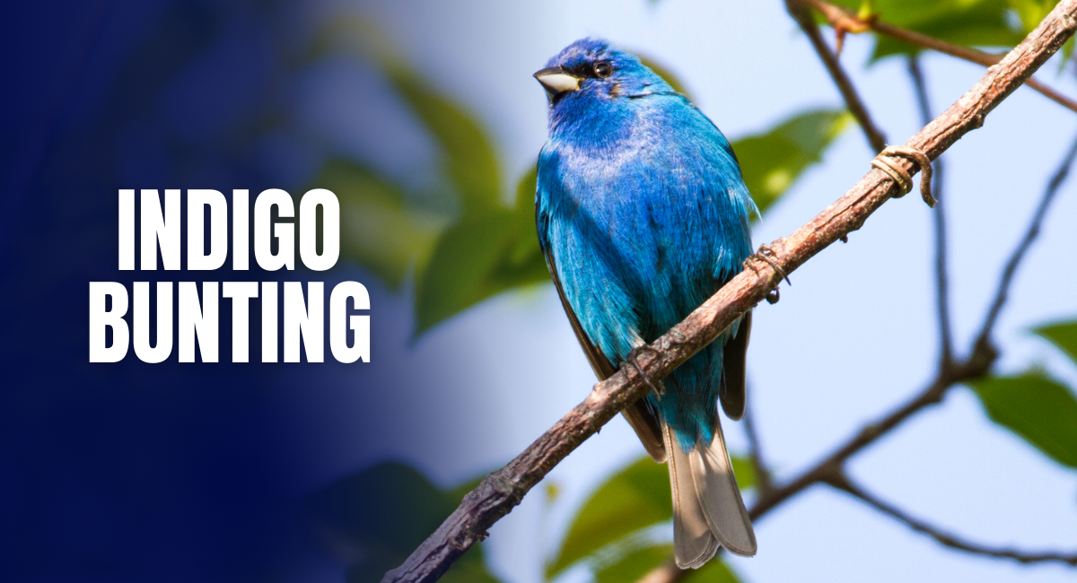 The Indigo Bunting (Passerina cyanea) is a small songbird native to North America