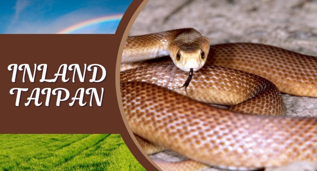 The Inland Taipan, also known as the "fierce snake," holds the title of the most Deadliest Snakes in The World