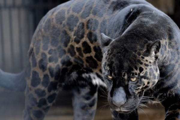 Jaglion The jaglion is a rare and intriguing hybrid animal created by humans through the mating of a male jaguar and a female lion