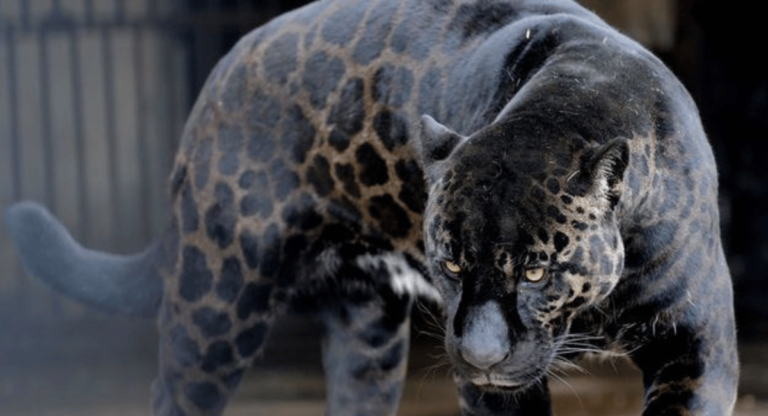 The Jaglion : The Unique Hybrid of male jaguar and a female lion