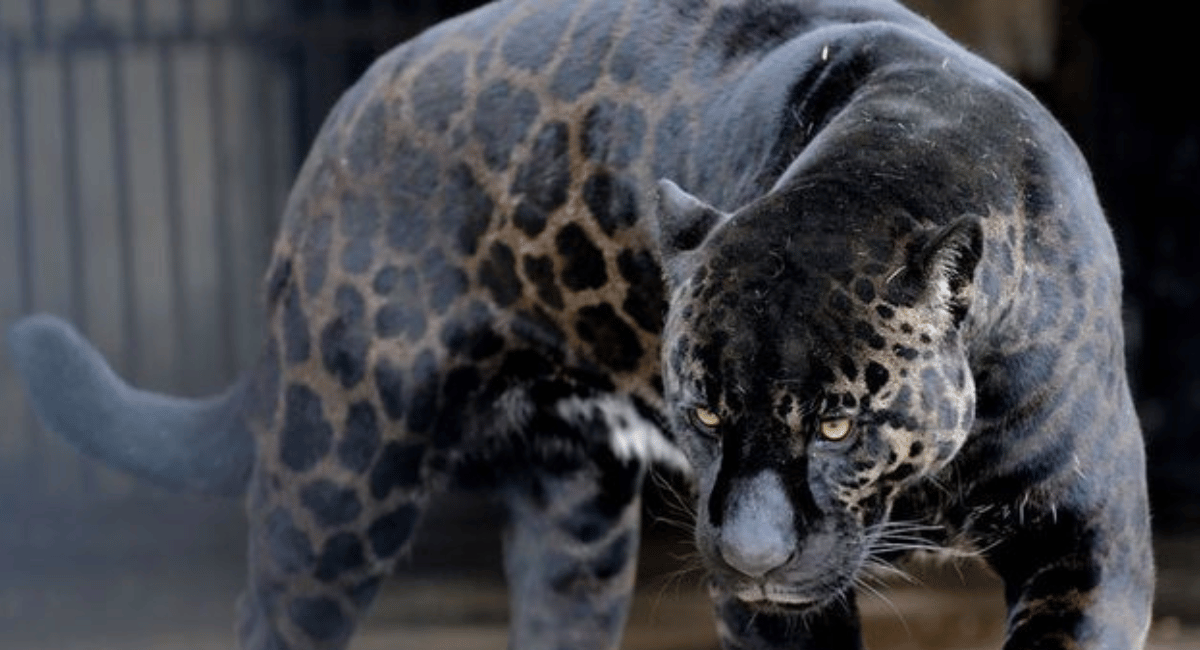 The jaglion is a rare and intriguing hybrid animal created by humans through the mating of a male jaguar and a female lion