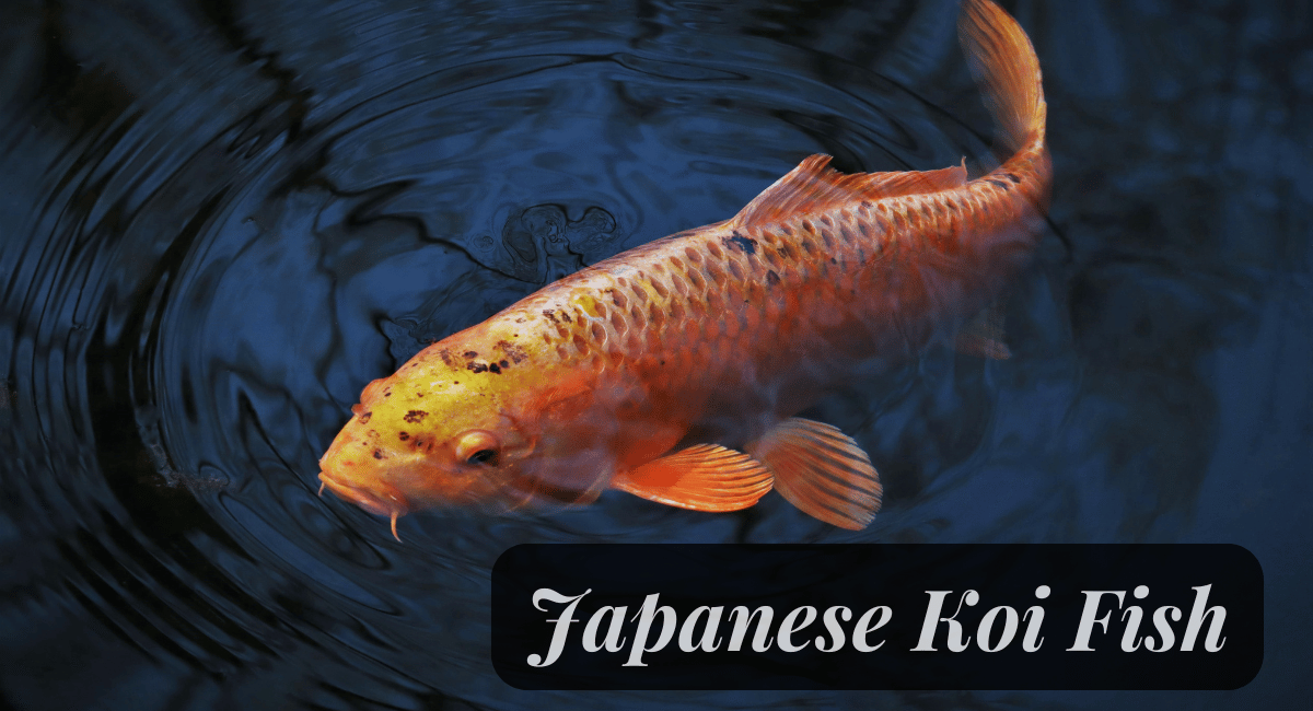 Japanese koi fish (Cyprinus rubrofuscus) are not just beloved for their stunning colors and patterns; they are also remarkable for their longevity.