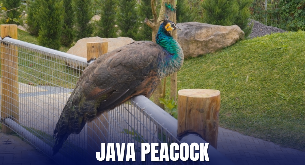 As one of the beautiful and largest peacocks in the world, the Java Peafowl is known for its striking plumage, featuring a rich combination of iridescent greens and blues.