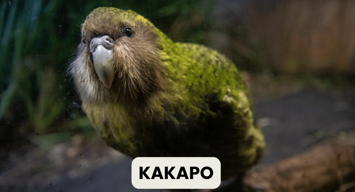 The Kakapo, a unique flightless parrot native to New Zealand