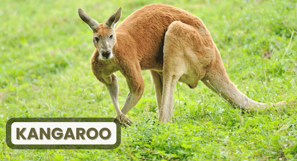 The kangaroo, an iconic symbol of Australia, is renowned for its remarkable speed and unique method of locomotion.