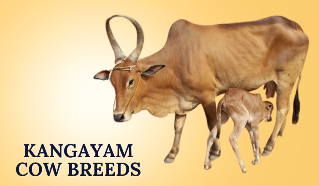 Kangayam Cow Breeds