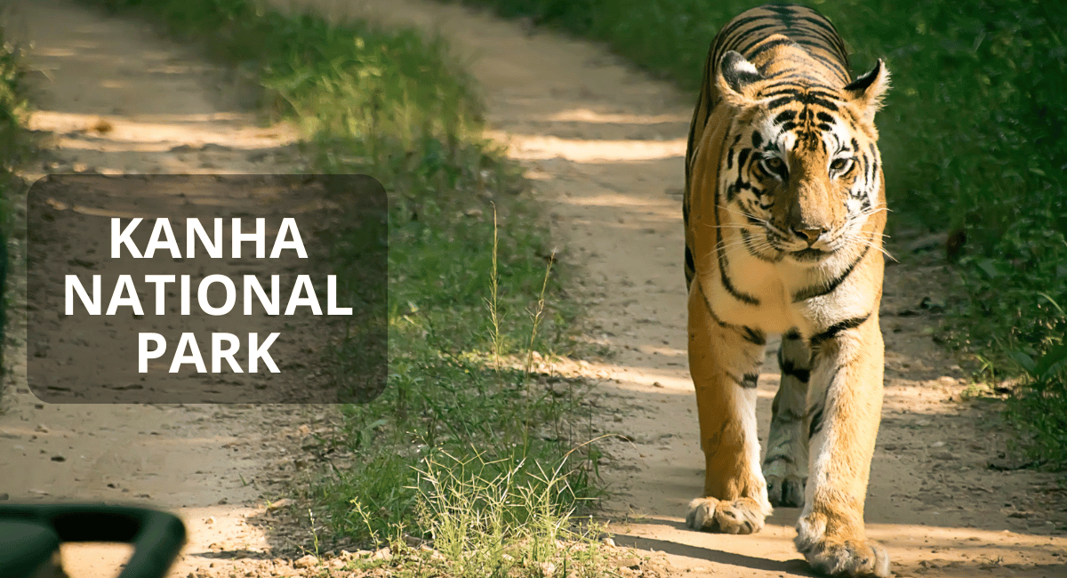 Tiger In Kanha National Park, located in Madhya Pradesh, India