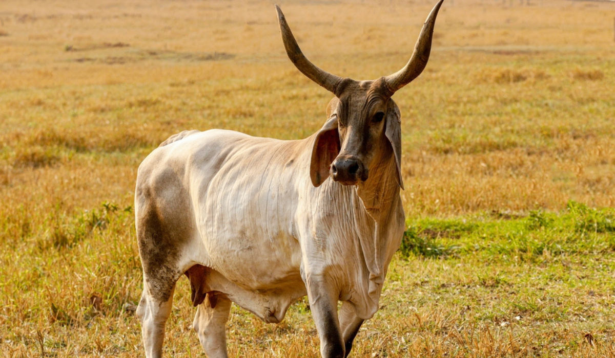 The Kankrej cow is an important indigenous cattle breed found primarily in the Kankrej region of Gujarat and Rajasthan.