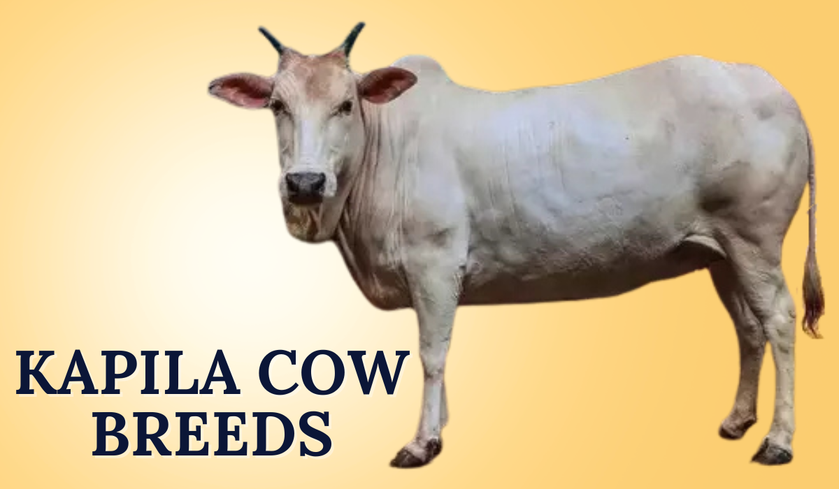 Kapila Cow Breeds