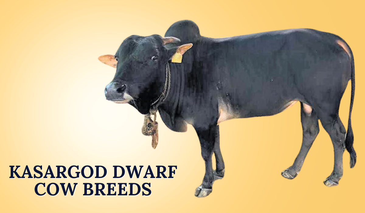 Kasargod Dwarf Cow Breeds