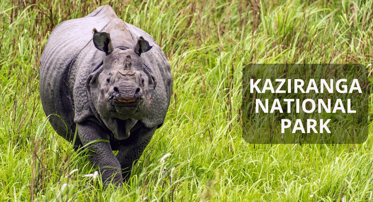 rhino in Kaziranga National Park, located in the northeastern state of Assam, India