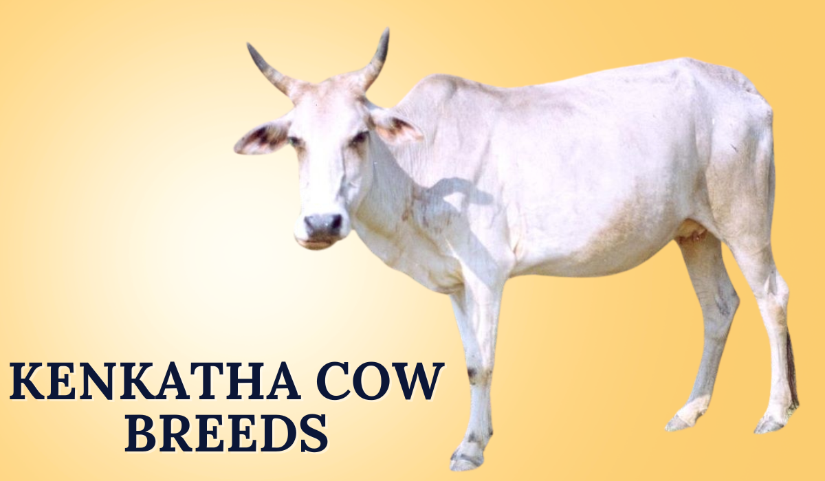 Kenkatha Cow Breeds