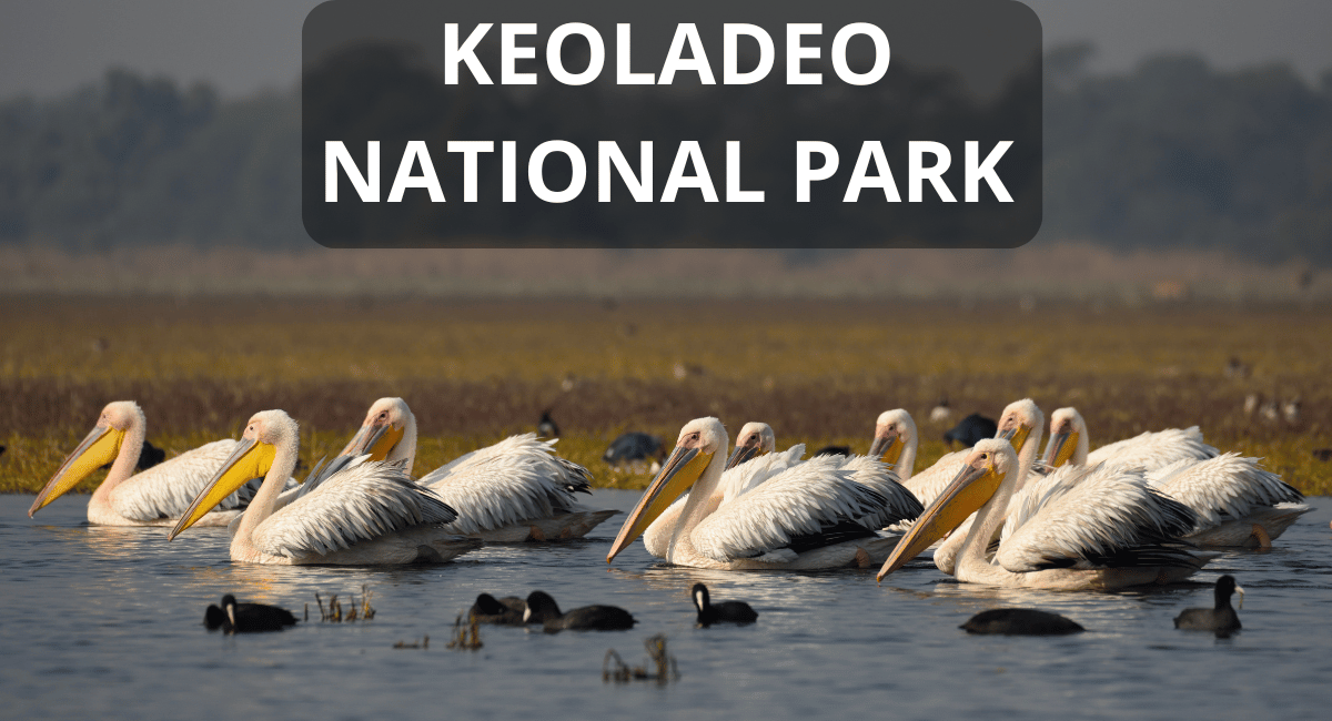 Keoladeo National Park, also known as Bharatpur Bird Sanctuary, is a UNESCO World Heritage Bird Watching Destinations located in Rajasthan, India