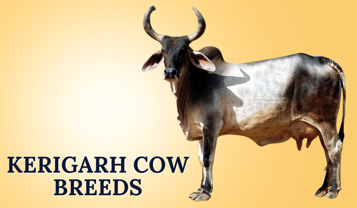 Kerigarh Cow Breeds