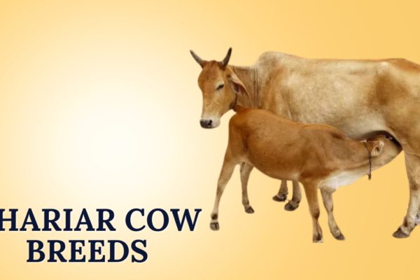 Khariar Cow Breeds In India Khariar Cow Breeds
