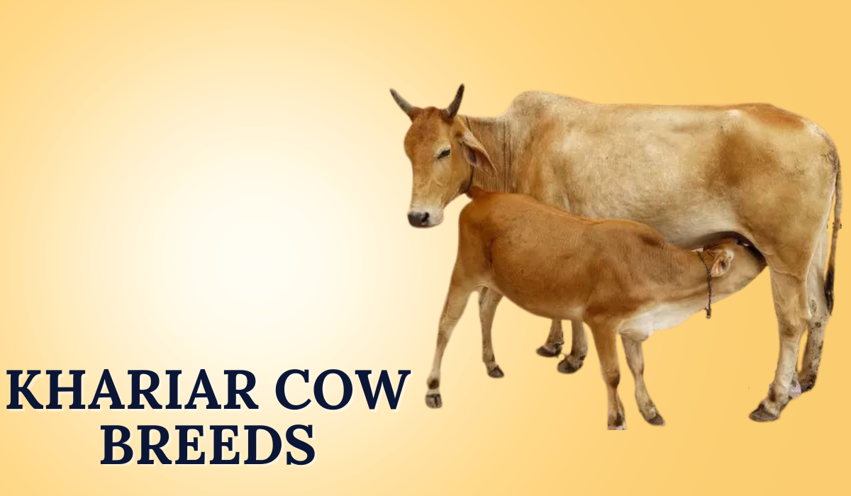 Khariar Cow Breeds