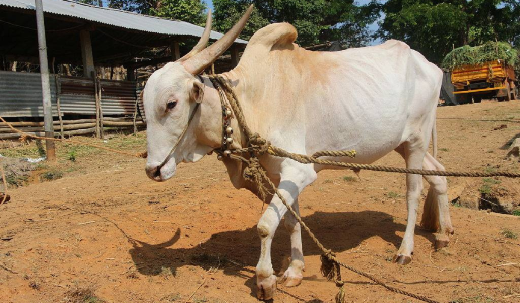 The Khillari cow is a breed known for its exceptional endurance and strength