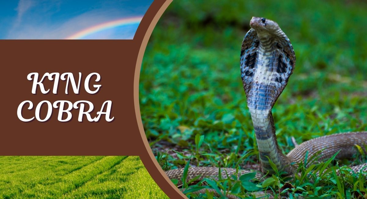 The King Cobra is 4th most iconic and Deadliest Snakes in The World