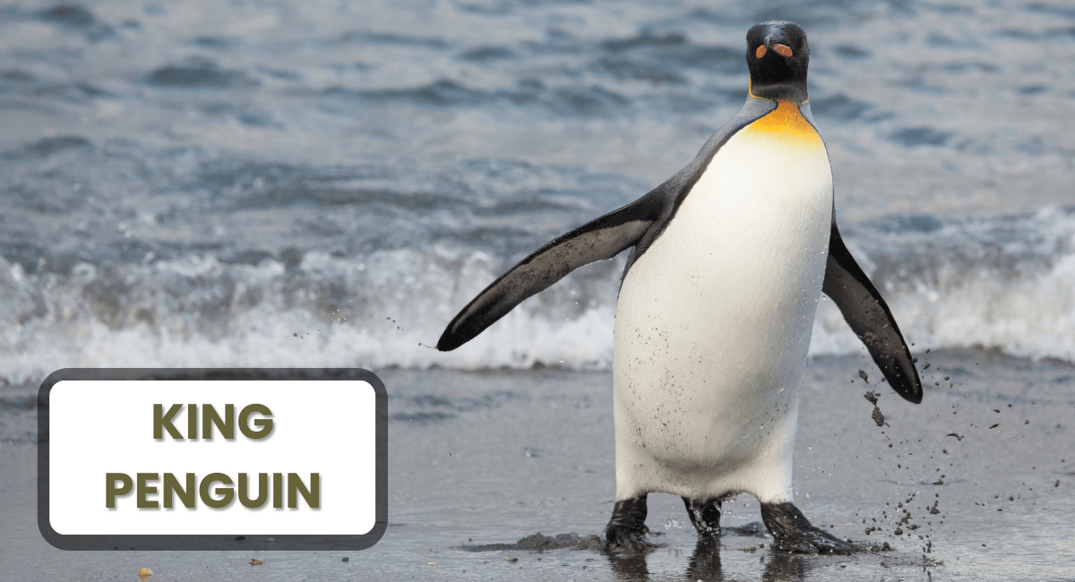 The King Penguin is one of the most captivating species among the largest penguins in the world