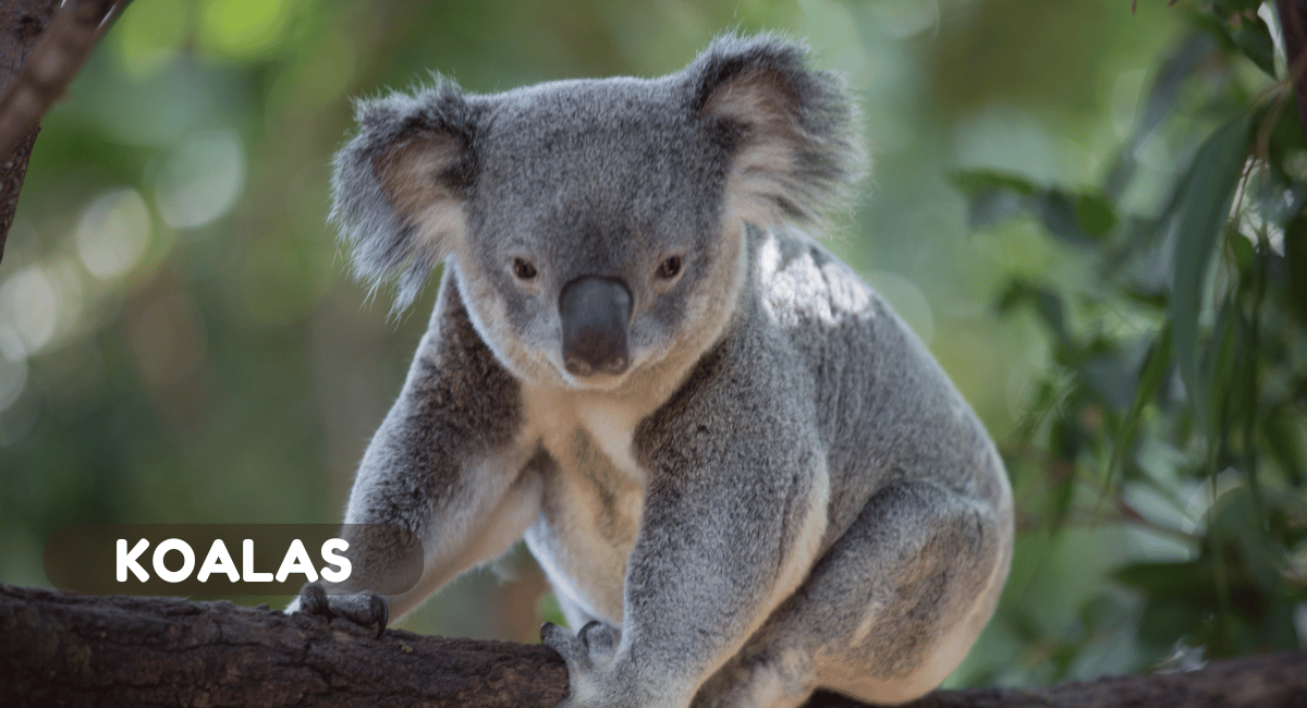 Koalas, often affectionately referred to as "koala bears," are unique marsupials native to Australia.