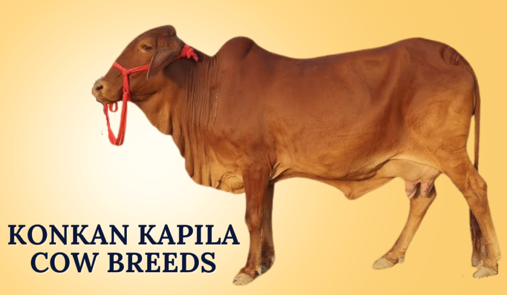 Konkan Kapila Cow Breeds