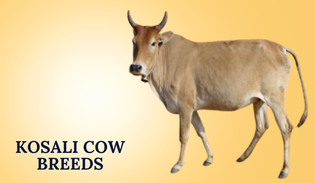 Kosali Cow Breeds