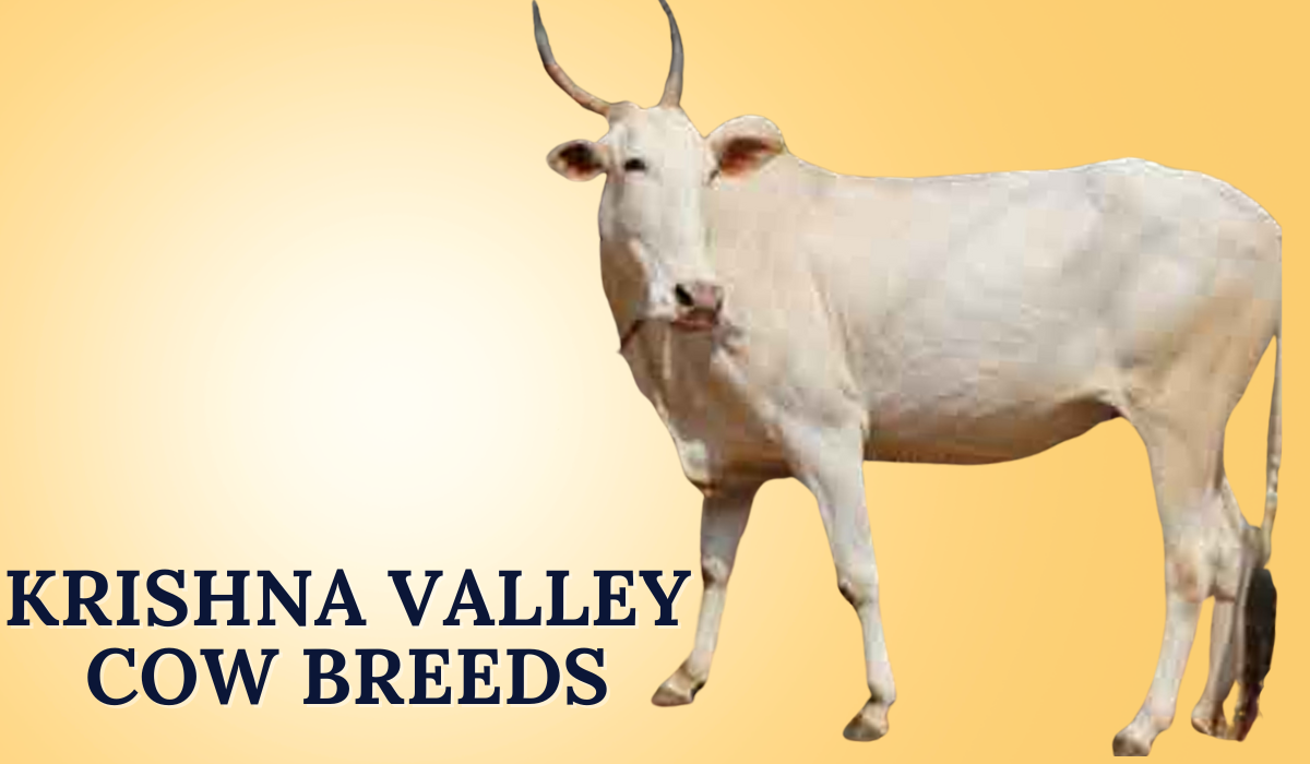 Krishna Valley Cow Breeds