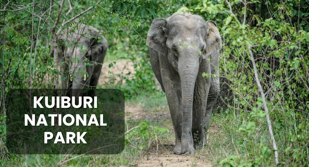 Kuiburi National Park, located in Thailand’s Prachuap Khiri Khan Province