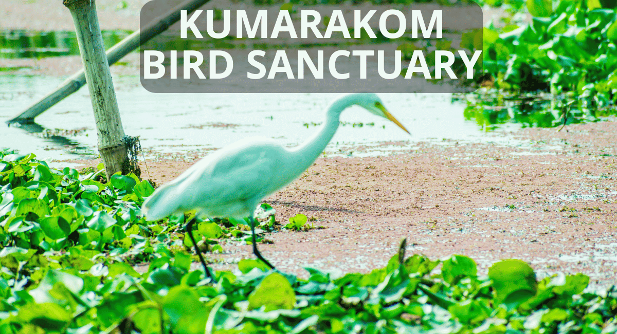 Kumarakom Bird Sanctuary, located on the banks of Vembanad Lake in Kerala