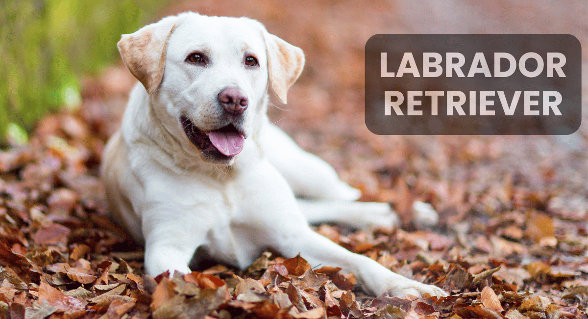 The Labrador Retriever is one of the most beloved and popular dogs worldwide, renowned for its intelligence, loyalty, and versatility