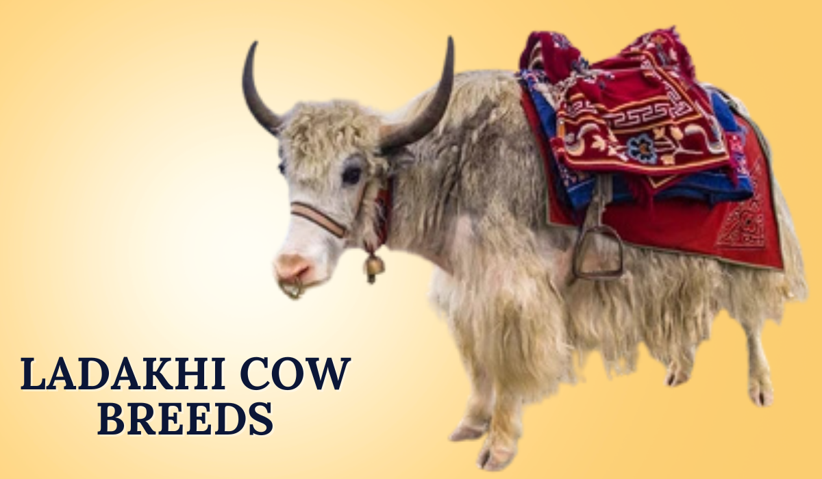 Ladakhi Cow Breeds