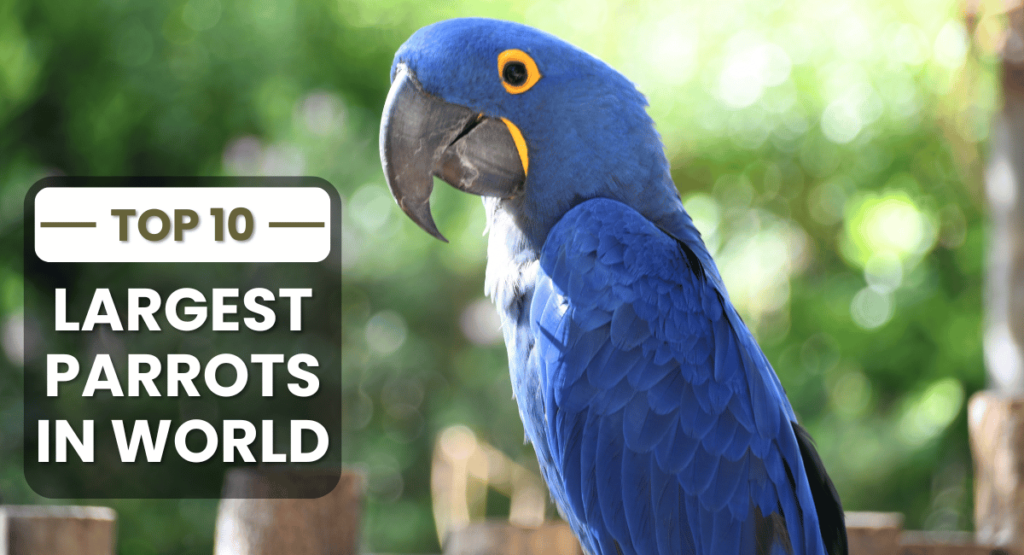 The Hyacinth Macaw (Anodorhynchus hyacinthinus) holds the title of the largest parrots in the world