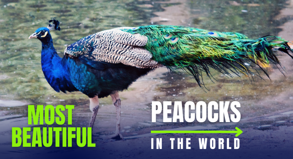 Top 10 Most Beautiful and Largest Peacocks in the World