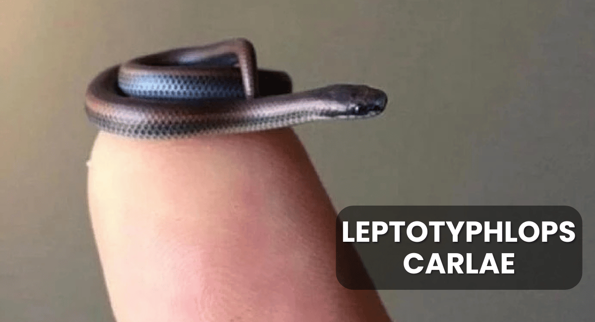 Leptotyphlops carlae, commonly known as the Barbados threadsnake, is recognized as the smallest snake in the world.