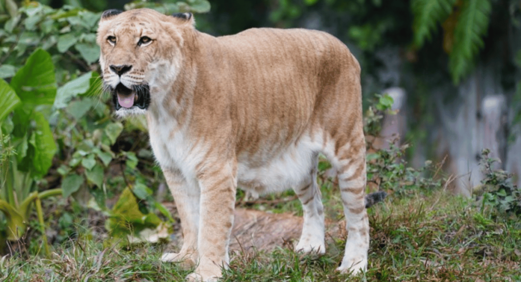 The Liger, a hybrid resulting from the crossbreeding of a male lion and a female tiger, is one of the most fascinating hybrid animals created by humans