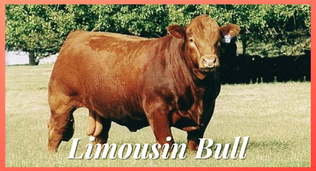 The Limousin bull, a breed native to the Limousin region of France