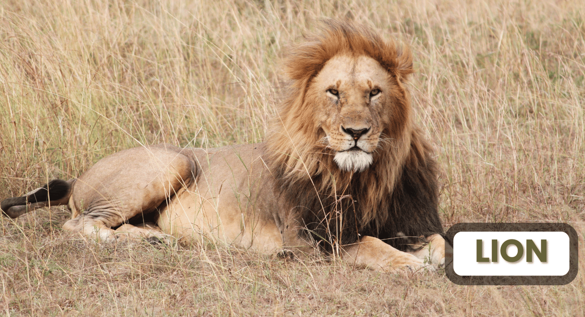 The lion, often dubbed the "king of the jungle," is one of the most powerful and formidable predators in the animal kingdom.