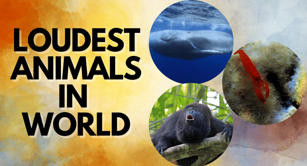 Top 10 Loudest Animals in the World